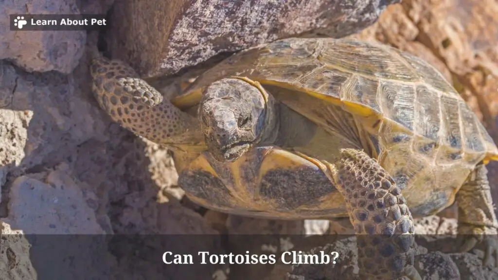 Can tortoises climb rocks