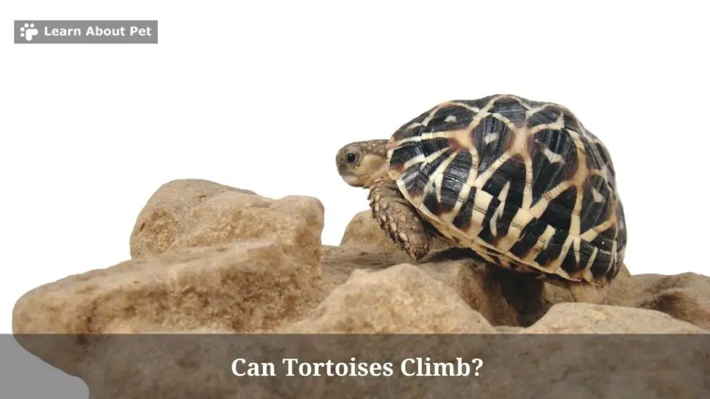 Can tortoises climb