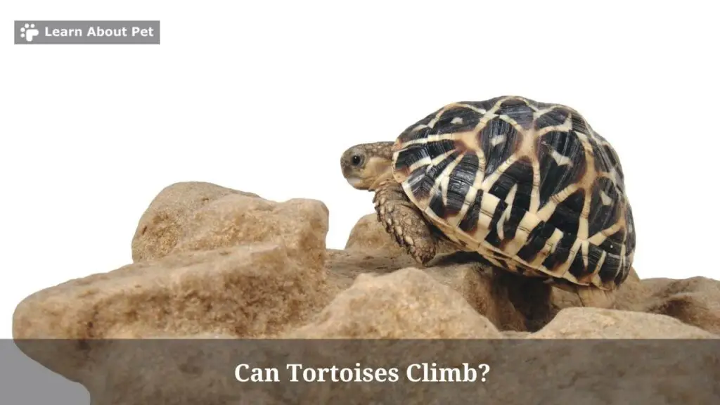 can-tortoises-climb-do-tortoises-like-to-climb-4-clear-reasons