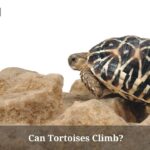 Can Tortoises Climb? Do Tortoises Like To Climb? 4 Clear Reasons Can Tortoises Climb