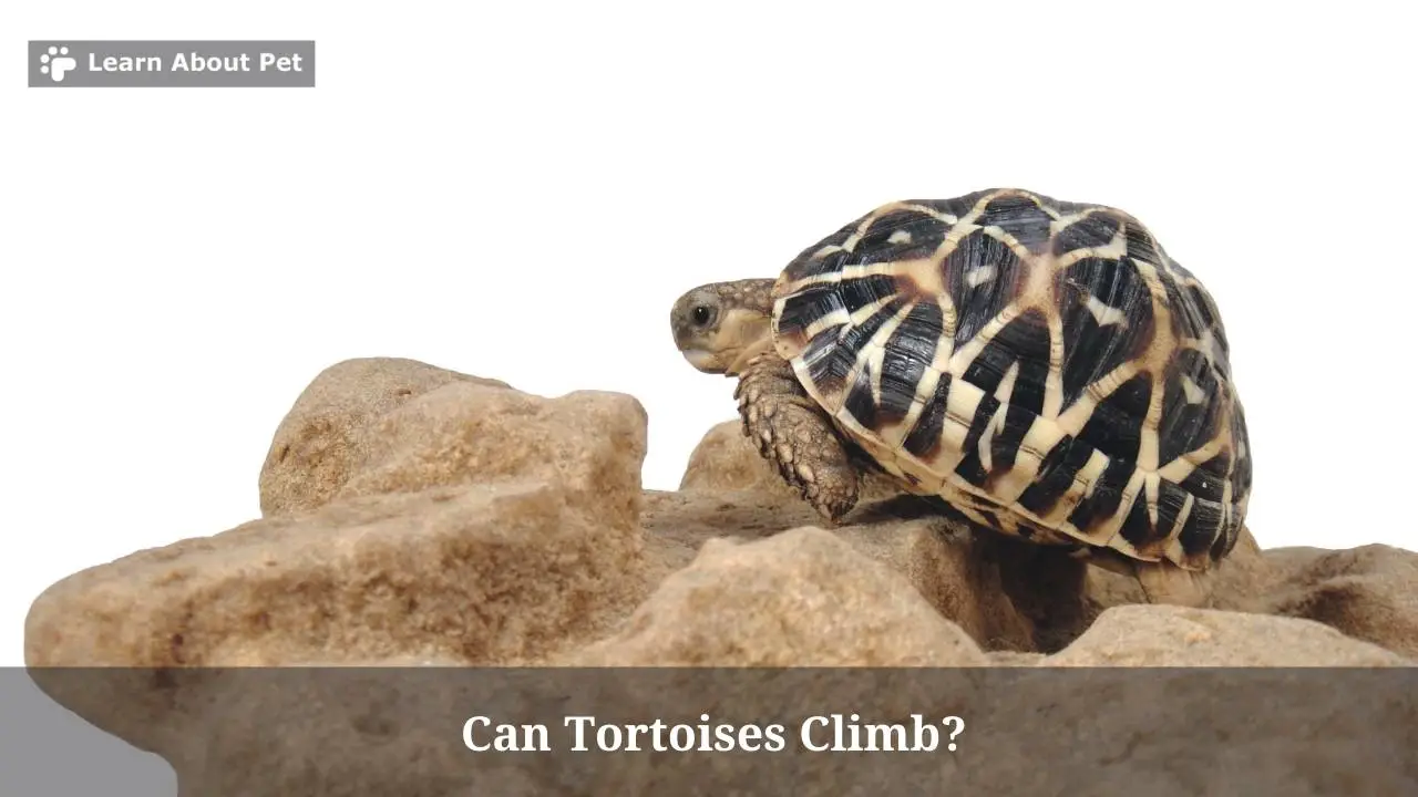 Can Tortoises Climb? Do Tortoises Like To Climb? 4 Clear Reasons