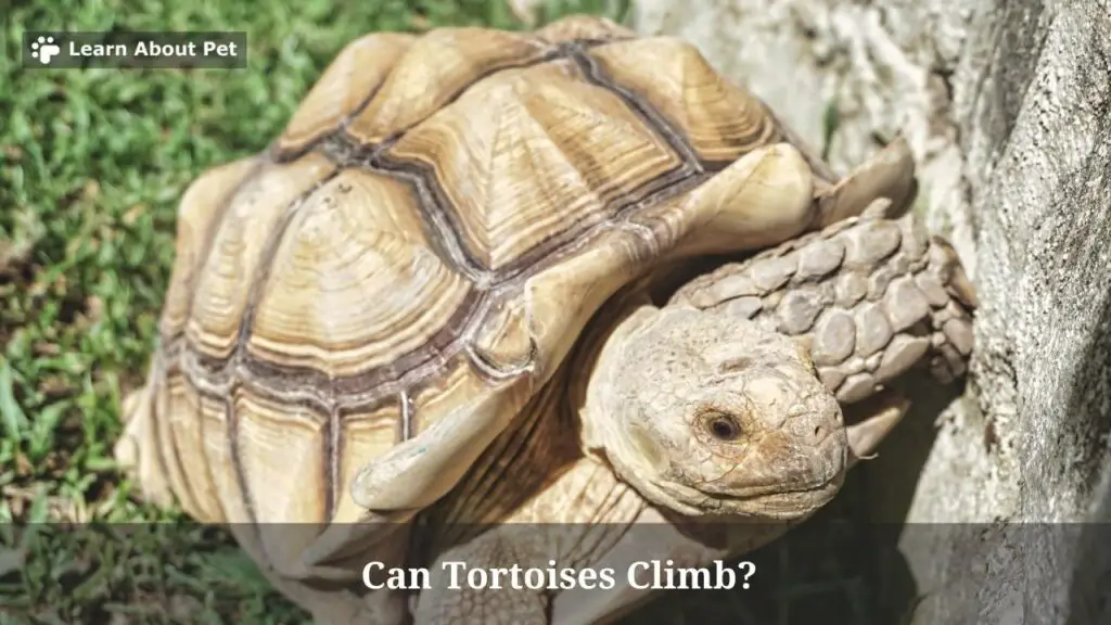 Can tortoises climb up