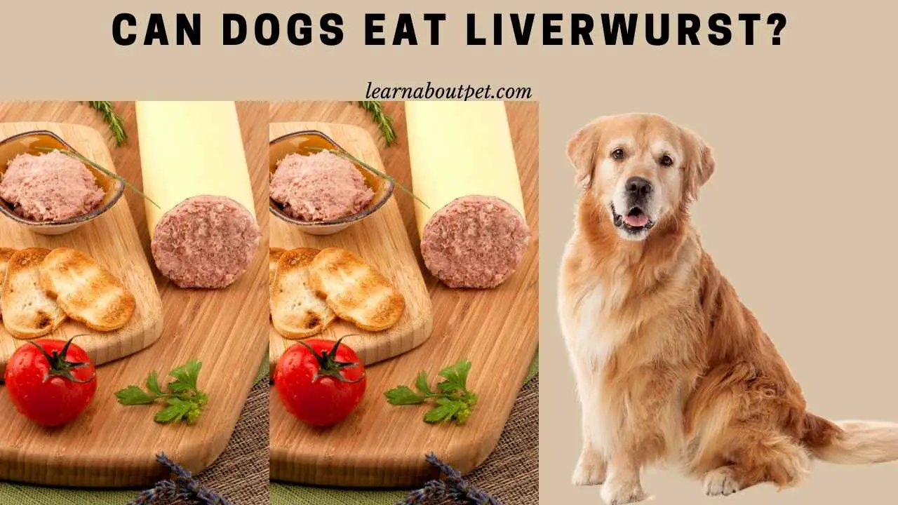 Can Dogs Eat Liverwurst? (9 Interesting Dog Food Facts) 2024