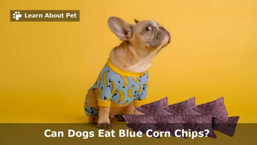 Can Dogs Eat Blue Corn Tortilla Chips