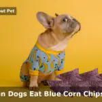 Can dogs eat blue corn chips