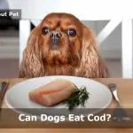 Can Dogs Eat Cod? Can Dogs Eat Cod Fish & Cod Liver Oil? 7 Clear Facts