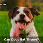 Can Dogs Eat Thyme? (7 Important Dog Food Facts) Can Dogs Eat Thyme