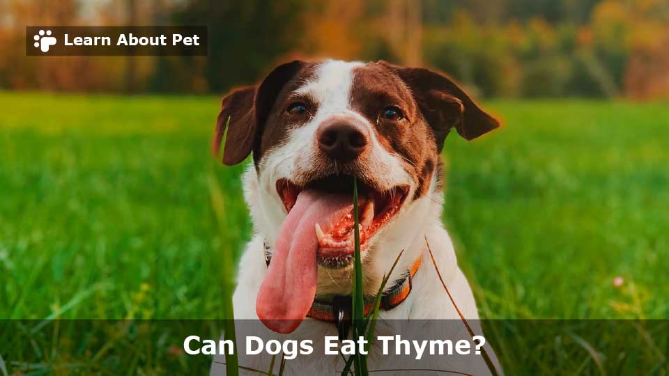 Can Dogs Eat Thyme? (7 Important Dog Food Facts)