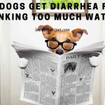 Can Dogs Get Diarrhea From Drinking Too Much Water? 7 Clear Facts Can dogs get diarrhea from drinking too much water