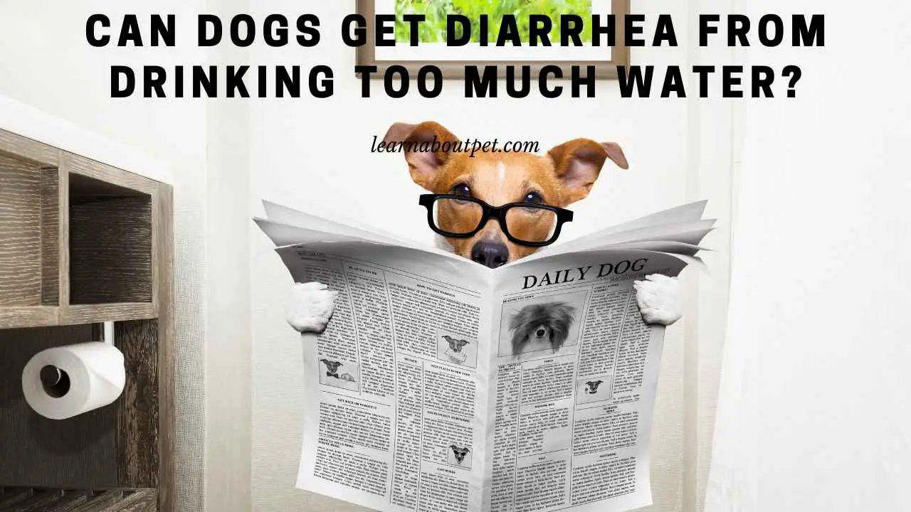 Can Dogs Get Diarrhea From Drinking Too Much Water? 7 Clear Facts