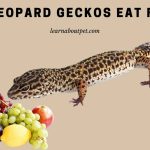 Can Leopard Geckos Eat Fruit? (9 Interesting Facts)
