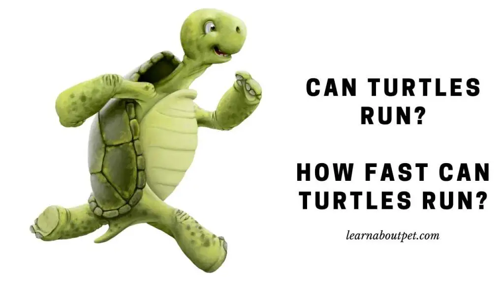Can turtles run
