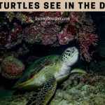 Can Turtles See In The Dark? (9 Interesting Facts)