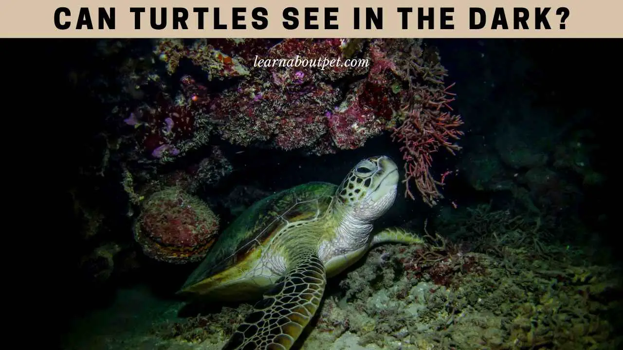 Can Turtles See In The Dark? (9 Interesting Facts) - 2022