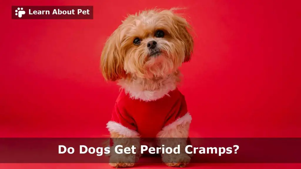 Do Dogs Get Period Cramps? (9 Important Health Facts) - 2023