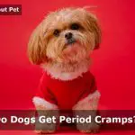 Do dogs get period cramps