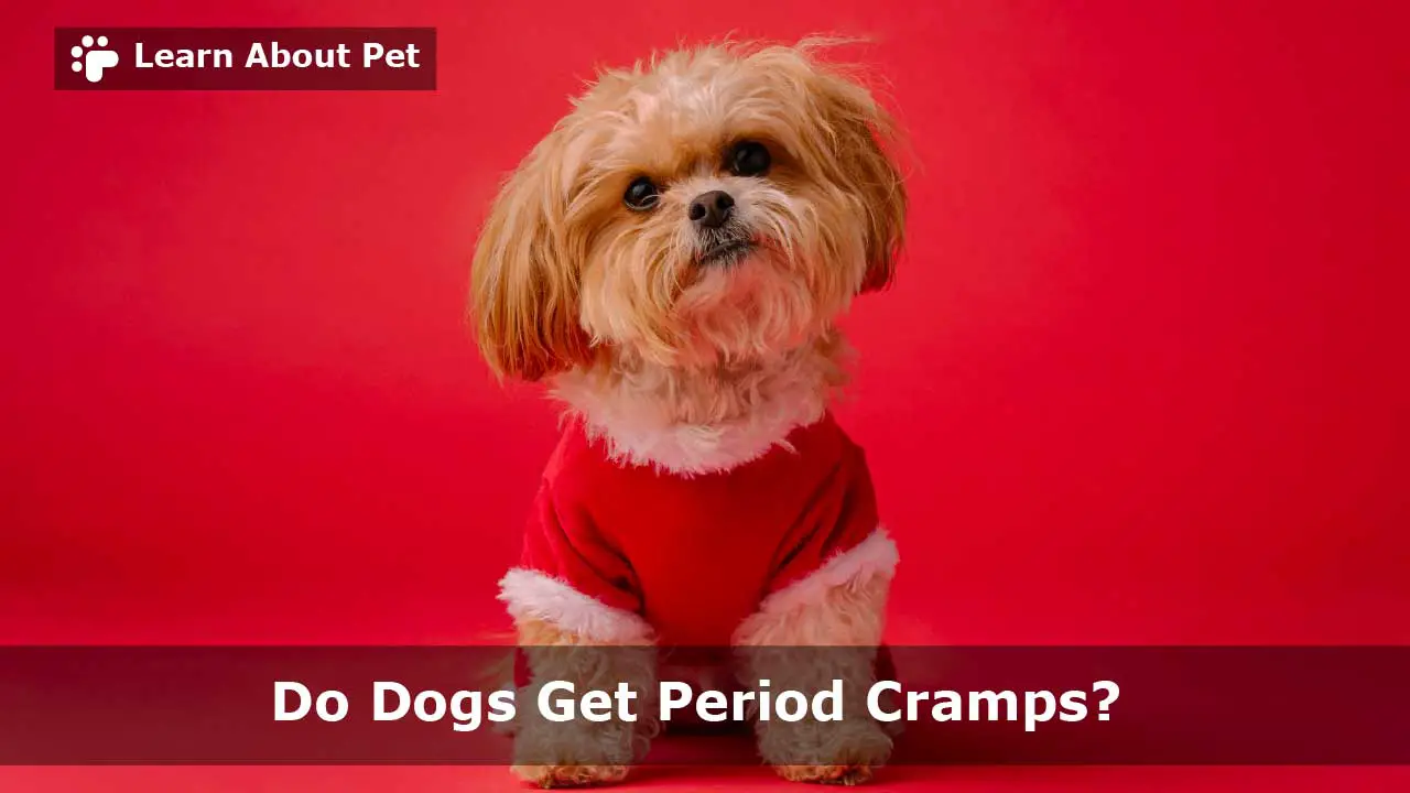 Do Dogs Get Period Cramps 9 Important Health Facts 2023 do-dogs-get-period-cramps-9-important-health-facts-2023
