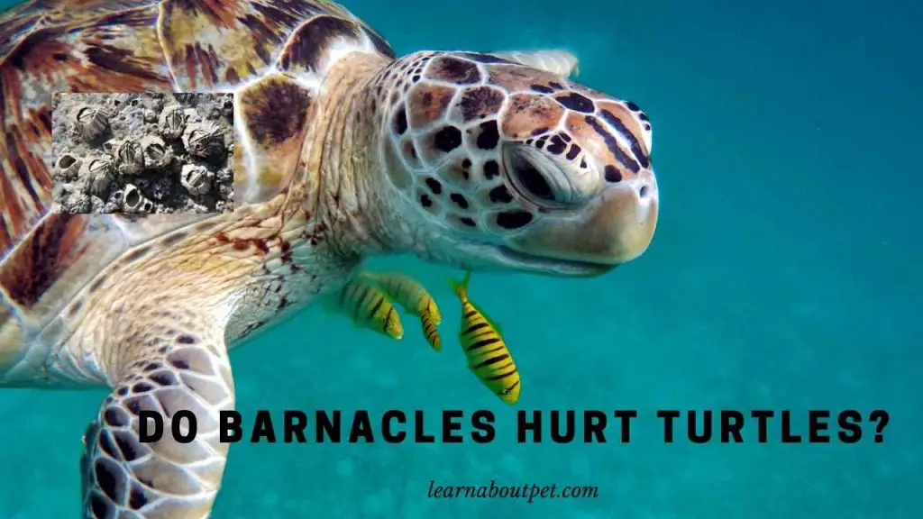 Do Barnacles Hurt Turtles? (9 Important Facts) 2025