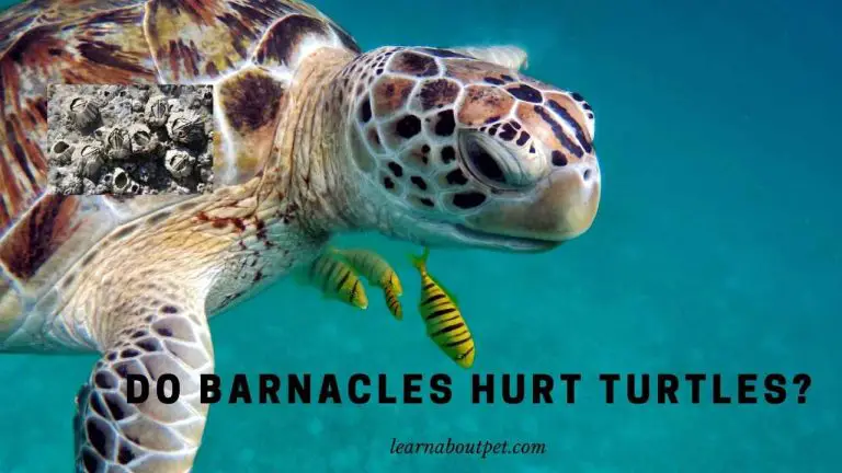 Do Barnacles Hurt Turtles? (9 Important Facts) - 2024
