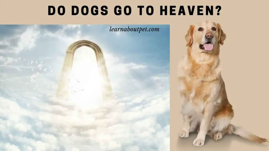 quotes-about-dogs-in-heaven-quotesgram