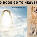 Do dogs go to heaven