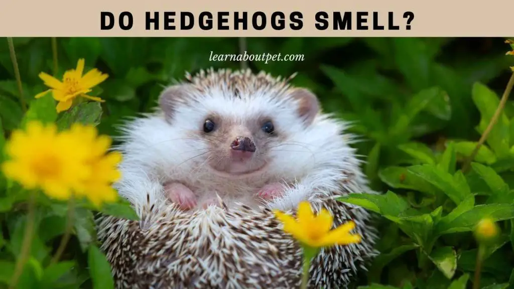 Do hedgehogs smell