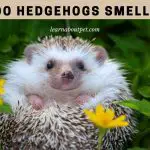 Do Hedgehogs Smell Bad? 7 Clear Steps To Bathe Hedgie