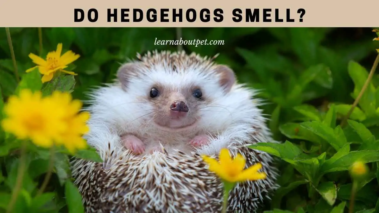 Do Hedgehogs Smell Bad? 7 Clear Steps To Bathe Hedgie 2023