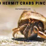 Do Hermit Crabs Pinch? (9 Interesting Facts)