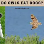 Do Owls Eat Dogs? How Much Can An Owl Carry? 7 Cool Facts