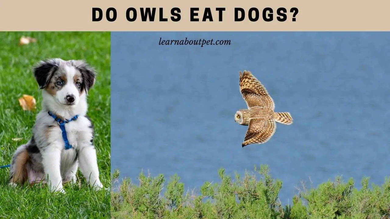 Do Owls Eat Dogs? How Much Can An Owl Carry? 7 Cool Facts 2023