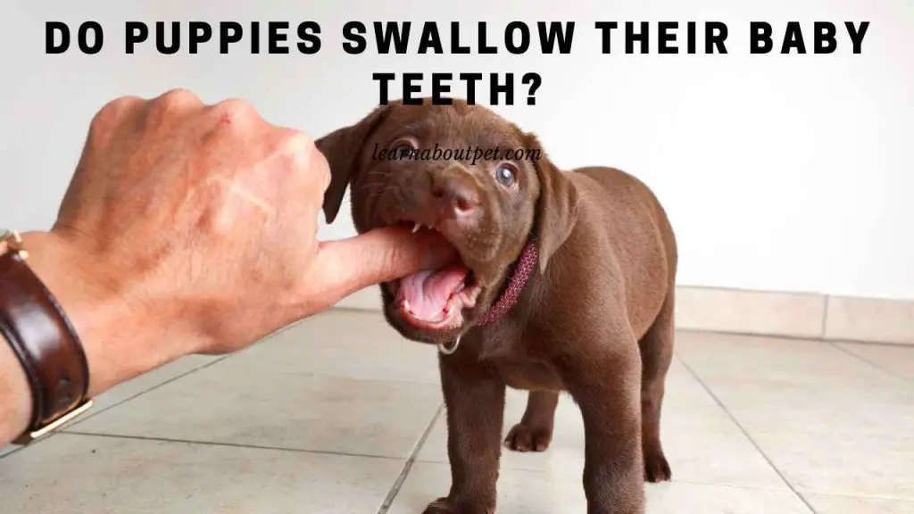 Do puppies swallow their baby teeth
