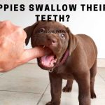 Do puppies swallow their baby teeth