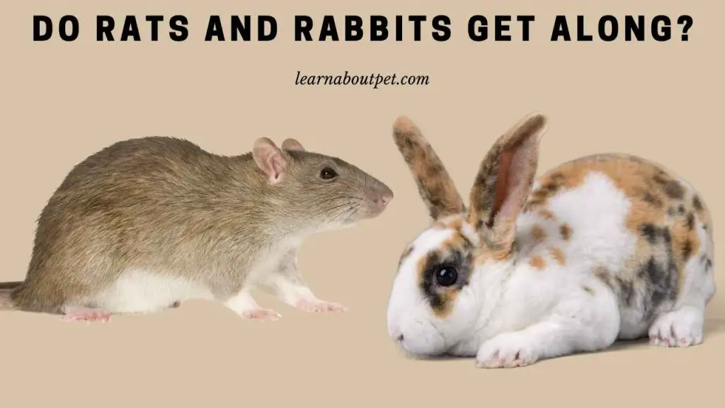 Do rats and rabbits get along