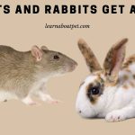 Do rats and rabbits get along