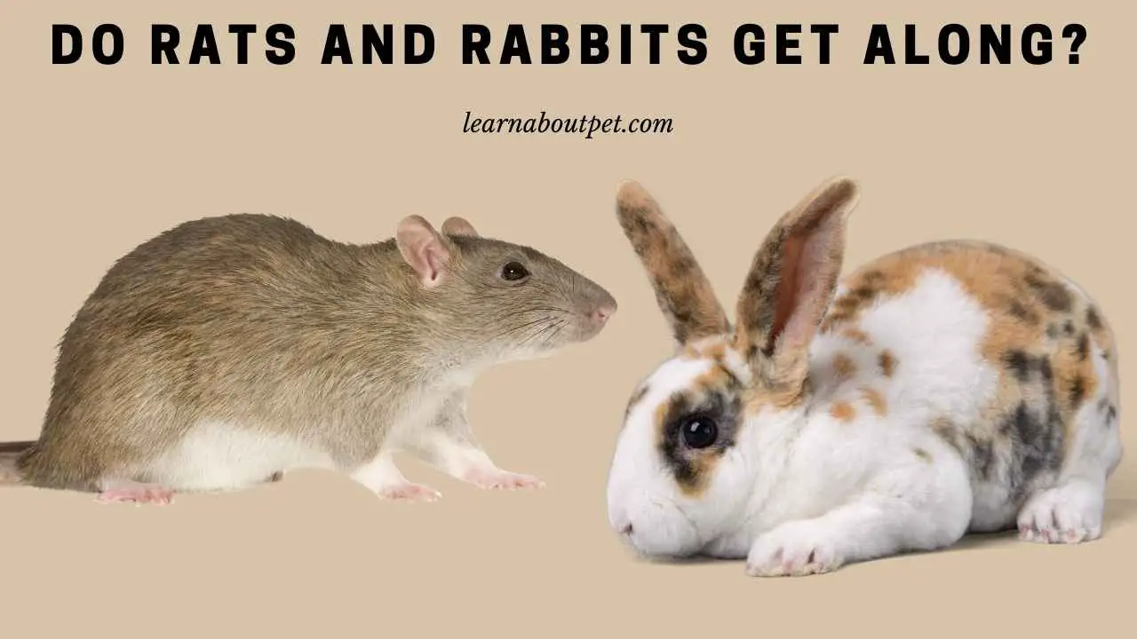 Do Rats And Rabbits Get Along? (7 Interesting Facts) 2024