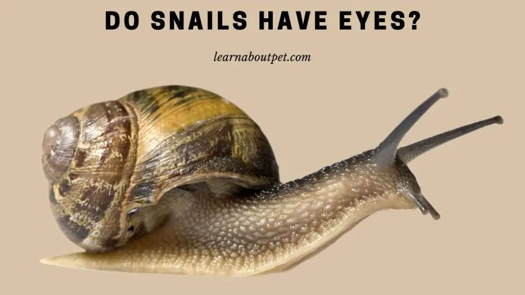 Do snails have eyes