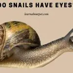 Do Snails Have Eyes? (9 Interesting Vision Facts)