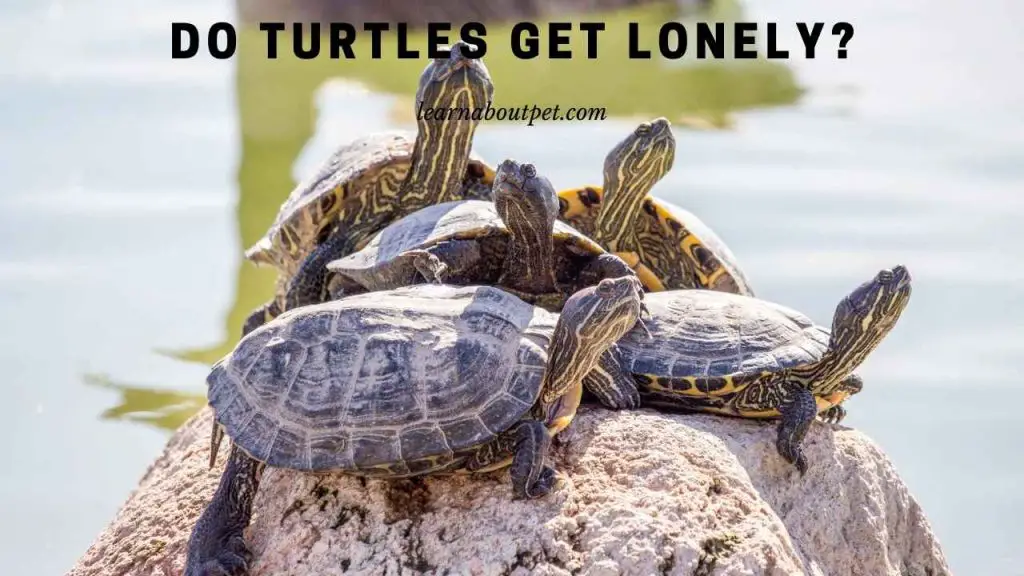 Do turtles get lonely