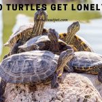 Do Turtles Get Lonely? (15 Interesting Facts)