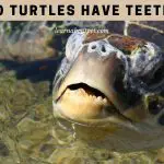 Do Turtles Have Teeth? 9 Interesting Turtle Teeth Facts