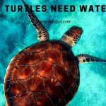 Do Turtles Need Water? (9 Interesting Facts) Do turtles need water