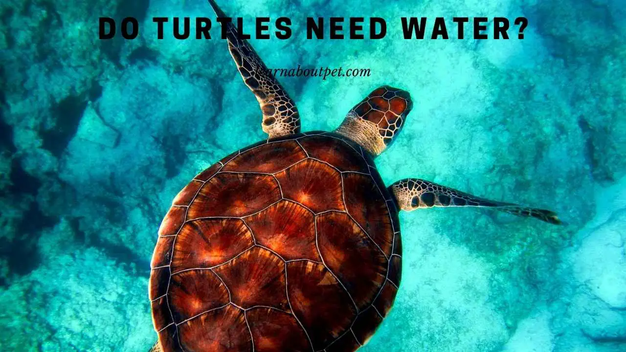Do Turtles Need Water? (9 Interesting Facts) - 2023