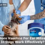 Can You Use Vaseline For Ear Mites In Dogs? 7 Clear Facts