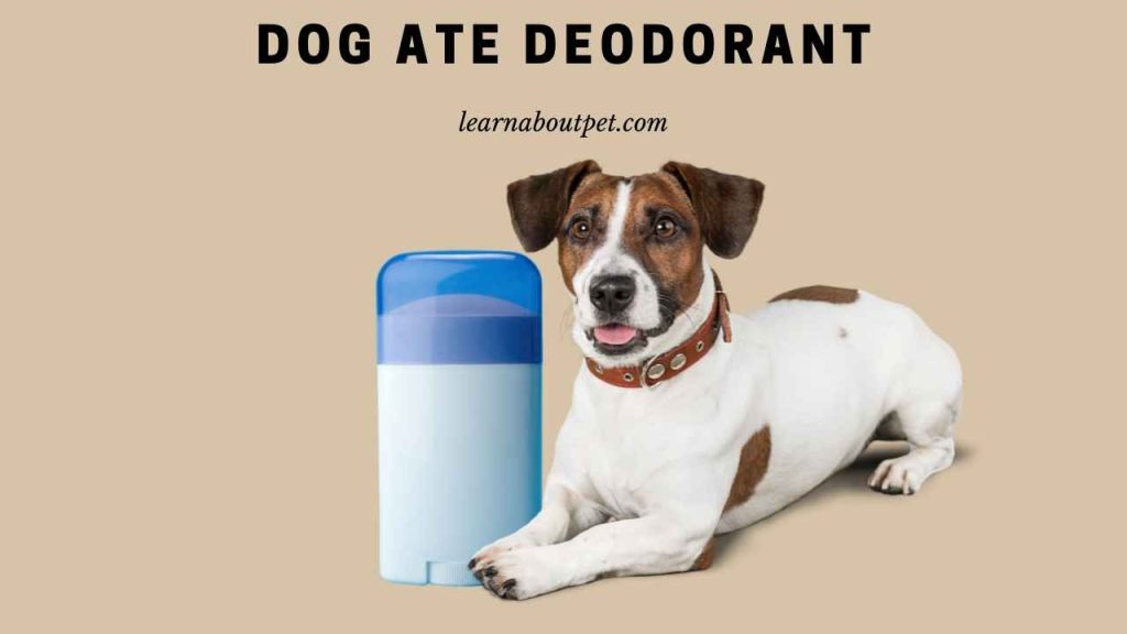 Dog ate deodorant