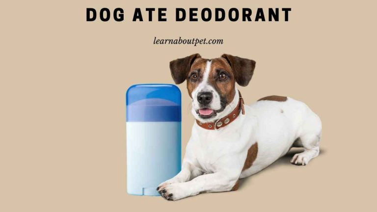 Dog Ate Deodorant : Is He Safe? 7 Clear Health Facts