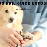 Dog Nail Quick Exposed : (9 Clear Health Facts)