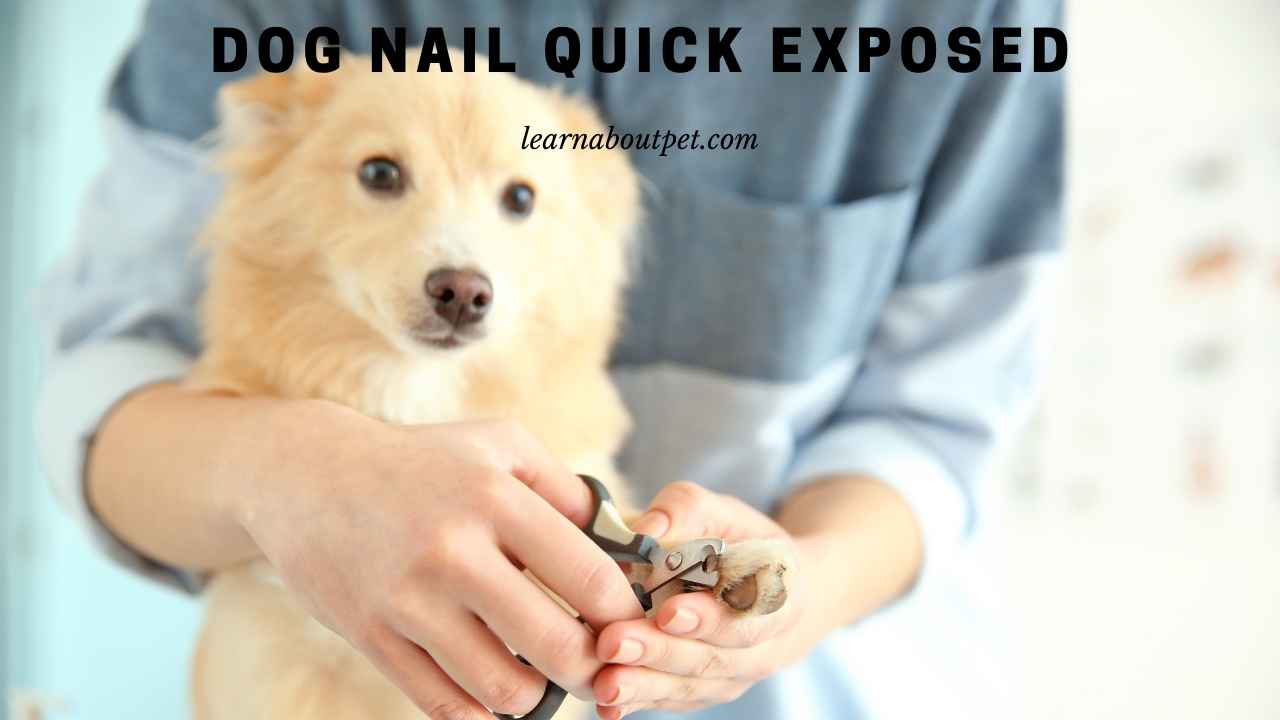 Dog Nail Quick Exposed (9 Clear Health Facts) 2023