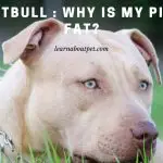 Fat Pitbull : Why Is My Pitbull Fat? (9 Clear Facts)