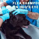 Is Flea Shampoo In Dog's Eye Safe? (9 Interesting Facts)